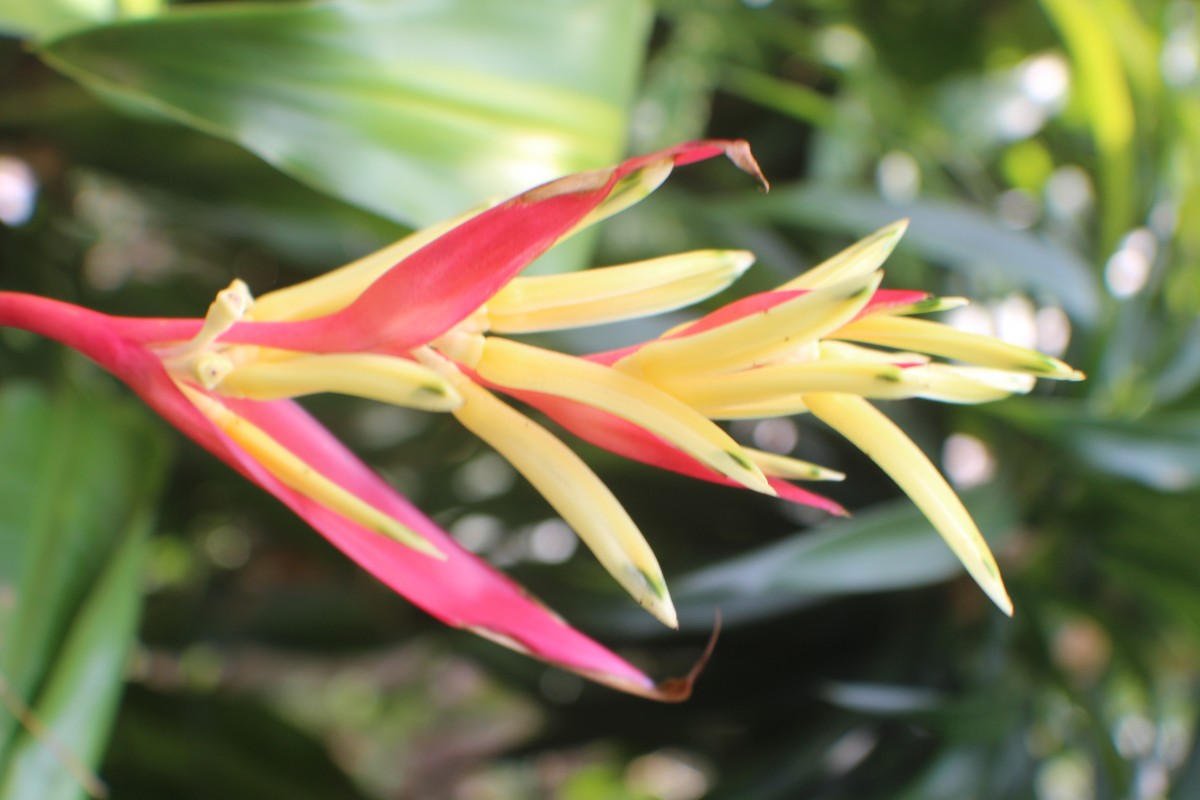 Heliconia psittacorum L.f.